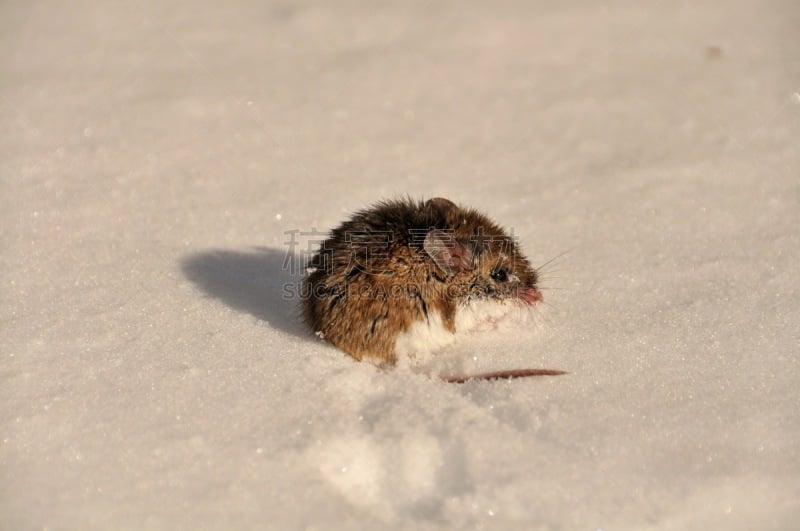 雪,鼠,白足鼠,鹿鼠,田鼠,动物脚趾,褐色,水平画幅,无人,动物身体部位