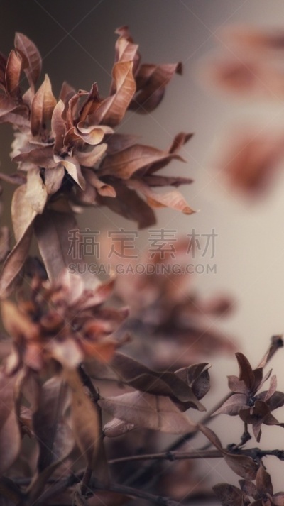 抽象,植物群,无人,阿拉伯联合酋长国,迪拜沙漠精英赛,植物,垂直画幅,图像,褐色,高尔夫球运动