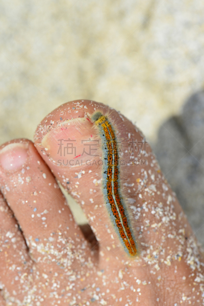 人类脚趾,毛虫,沙子,海滩,多色的,自然美,尺蠖,趾甲,垂直画幅,女人
