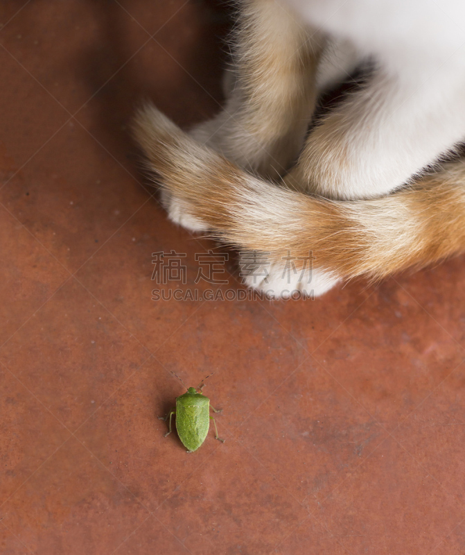 盾蝽,猫,红尾碧蝽,臭,高对比度,垂直画幅,芳香的,盾,无人,爪子