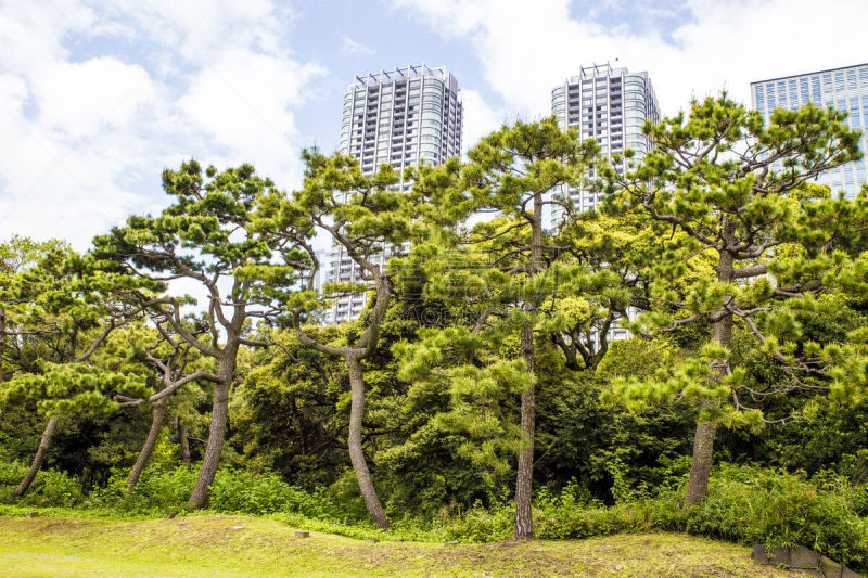 滨离宫园,汐留区,公园,背景,新桥站,江户时代,东京湾,花见节,银杏树,天空