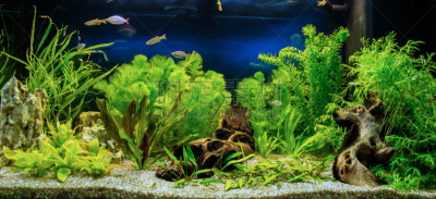 淡水,水族馆,水,美,水生植物,水平画幅,无人,水下,明亮,俄罗斯