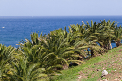 棕榈树,金丝雀,canary island date palm,枣椰子,肉汁,地形,水平画幅,无人,大西洋群岛,户外