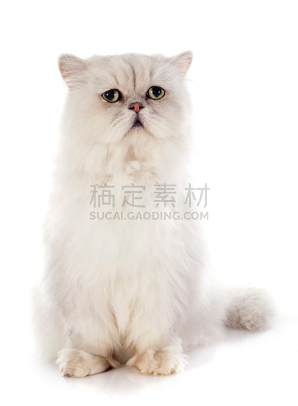 白色,波斯猫,垂直画幅,灰色,银色,猫科动物,白色背景,影棚拍摄,前面,宠物