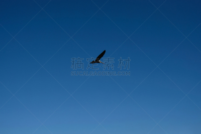 动物的育儿袋,鹈鹕,接力赛,在上面,白色,天空,拉丁文,一只动物,滑翔,飞