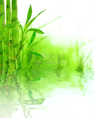 竹,风水,垂直画幅,禅宗,边框,枝繁叶茂,无人,特写,白色,植物