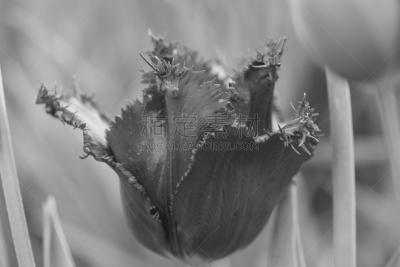 isolated fringed Tulip at Skagit Valley Tulip Festival