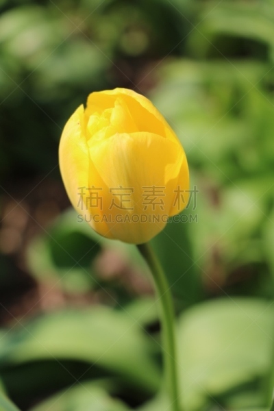 郁金香,春天,黄色,花朵,花蕾,垂直画幅,美,公园,复活节,枝繁叶茂