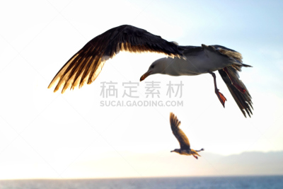 天空,风,水平画幅,鸟类,半空中,两只动物,透视图,动物身体部位,野外动物,户外