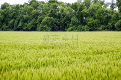 田地,大麦,地形,绿色,人老心不老,天空,美,公园,水平画幅,枝繁叶茂