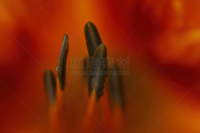 仅一朵花,大特写,自然,芳香的,水平画幅,雄蕊,无人,散焦,柔和色,特写