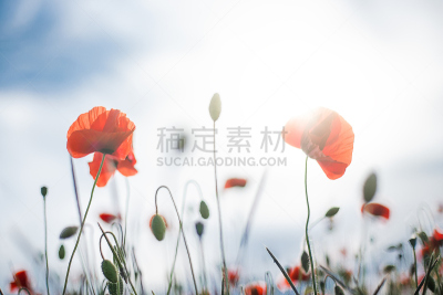 春天,天空,美,水平画幅,无人,夏天,户外,草,特写,花蕾