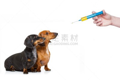 狗,注射器,身体受伤,头痛,温度计,温度,急救包,水平画幅,宿醉