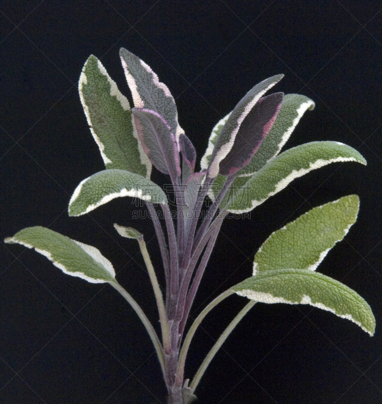 鼠尾草,法国香草束 ,草本园,垂直画幅,档案,无人,1980年-1989年,花序,健康保健,香料