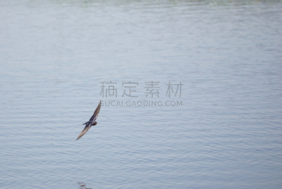 家燕,张开翅膀,水,水平画幅,谷仓,鸟类,动物身体部位,野外动物,户外,湖
