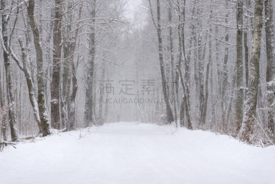 雪,冬天,维捷布斯克,地形,路,白俄罗斯,森林,美,气候,水平画幅