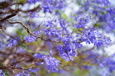 特写,紫薇科树,夏威夷,紫色,花朵,自然美,夏威夷大岛,路,水平画幅,无人
