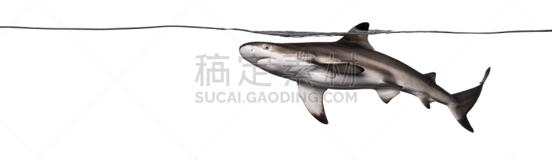 黑尖鳍角鲨,水面,Requiem Shark,鲨鱼,平视角,白色背景,背景分离,野生动物,全景,游泳