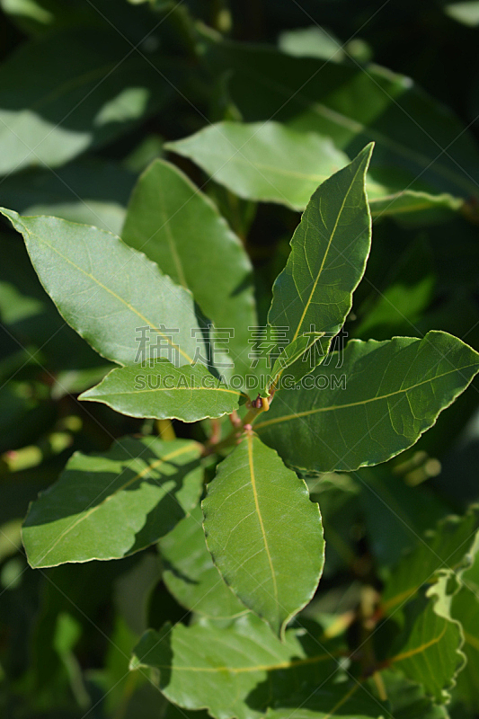 月桂树叶 立陶宛共和国 蔬菜 健康保健 清新 菜园 药 彩色背景 花盆 香料图片素材下载 稿定素材 月桂树叶 立陶宛共和国 蔬菜 健康保健 清新 菜园 药 彩色背景 花盆 香料图片素材下载 稿定素材