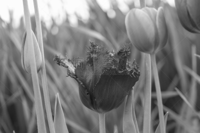 isolated fringed Tulip at Skagit Valley Tulip Festival