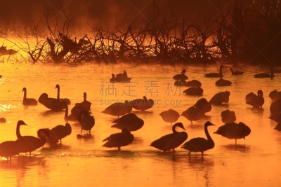 黎明,湿地,环境,云,水面,自然美,宫城县栗原市,鸟类,丘陵鹅,湖