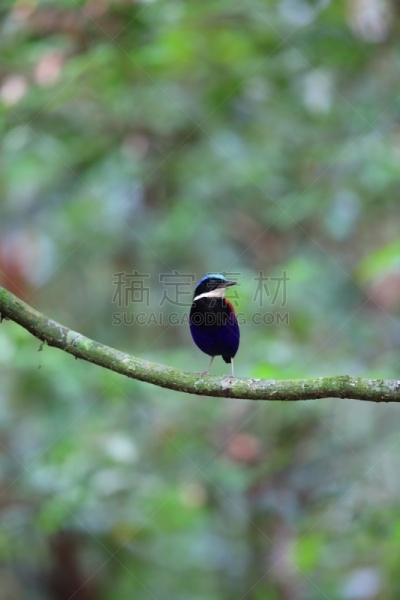 马来西亚,雄性动物,皮塔饼,蓝色,头球,自然,垂直画幅,美,danum valley conservation area,野生动物