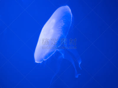 水母,蓝色背景,水,无脊椎动物,野生动物,水平画幅,生物,蓝色,水下,深的