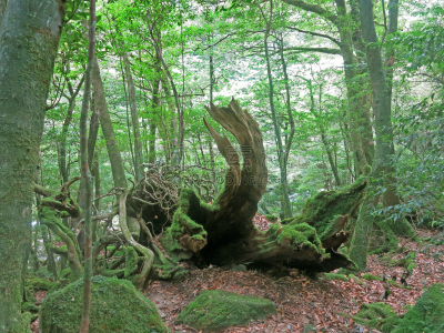 断枝,地带雪松,屋久岛,莫斯兰丁,日本柏树,鹿儿岛县,藤蔓植物,簇叶从生的,雪松,高对比度