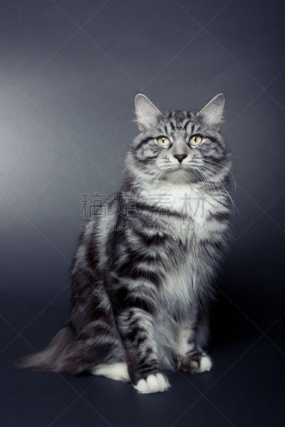 小猫,背景,黑色,蓝斑纹,垂直画幅,爪子,动物身体部位,毛绒绒,猫,短毛猫