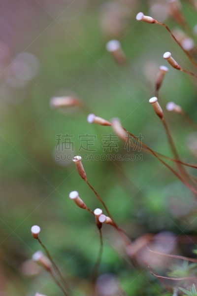 苔藓,孢子囊,垂直画幅,水,美,纹理效果,孢子,无人,生态多样性,清新