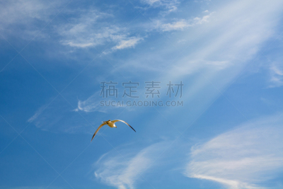天空,白色,海洋,蓝色,高处,在上面,feathertail glider,钩形珊瑚鱼,印度野生动物园,张开翅膀