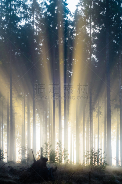 云杉,雾,森林,早晨,高对比度,清新,草,自然美,植物,2015年