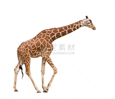 长颈鹿,褐色,式样,野生动物,水平画幅,无人,全身像,白色背景,网状长颈鹿,背景分离