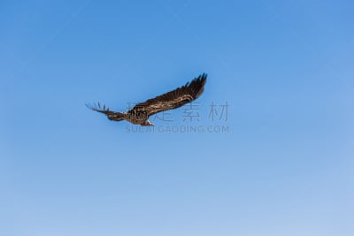 食肉鸟,2015年,法国,18岁到19岁,四月,狮身鹫首怪兽,金雕,老鹰,天空,水平画幅