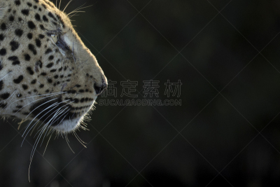 美洲豹,侧面像,达马拉兰,世界遗产,野生动物,肖像,库内内河,哺乳纲,猫科动物,坦桑尼亚