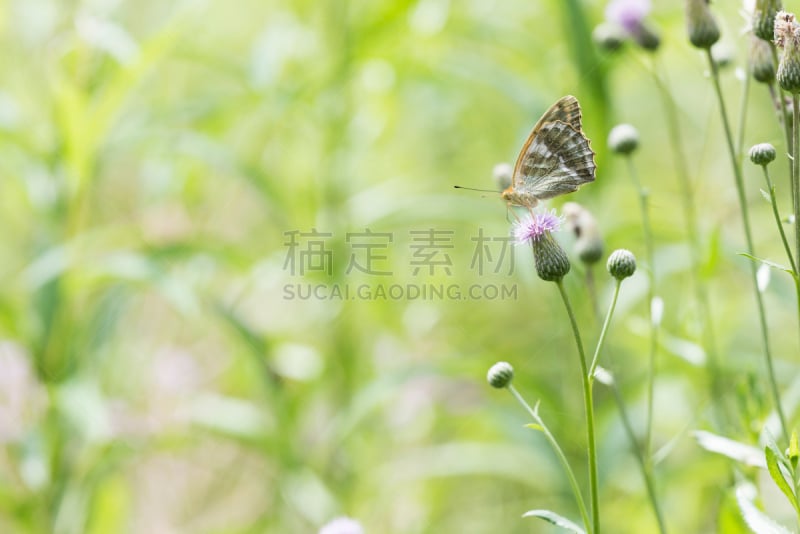 银晕豹纹蝶,美,水平画幅,蝴蝶,动物身体部位,特写,自由,植物,彩色图片,多毛的