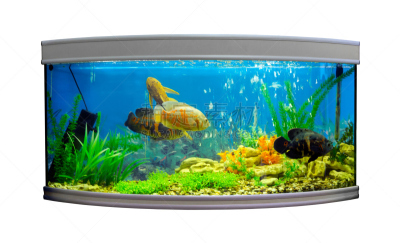 水族馆,圆形,自然美,热带鱼,白色背景,丽体鱼,半圆形,海葵,水母,热带音乐