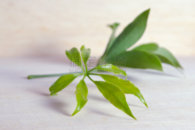 叶子,五加科,厚木板,分离着色,自然,有蔓植物,水平画幅,绿色,枝繁叶茂,无人