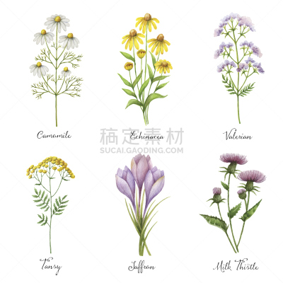 矢量,草本,健康保健,水彩画,植物群,手工着色,绘画插图,化妆用品,草,花束