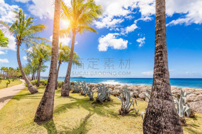 加勒比海地区,巴巴多斯,布里奇顿,棕榈树,海岸线,地形,夏天,明亮,多色的,绿色
