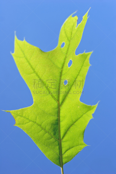 绿色,橡树叶,北方红橡树,垂直画幅,选择对焦,天空,枝繁叶茂,无人,夏天,户外