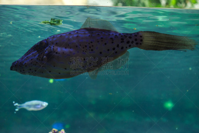 豚鱼,潦草,自然,动物主题,水族馆,海洋生命,野生动物,捷克,热带气候,绿鳍马面鲀