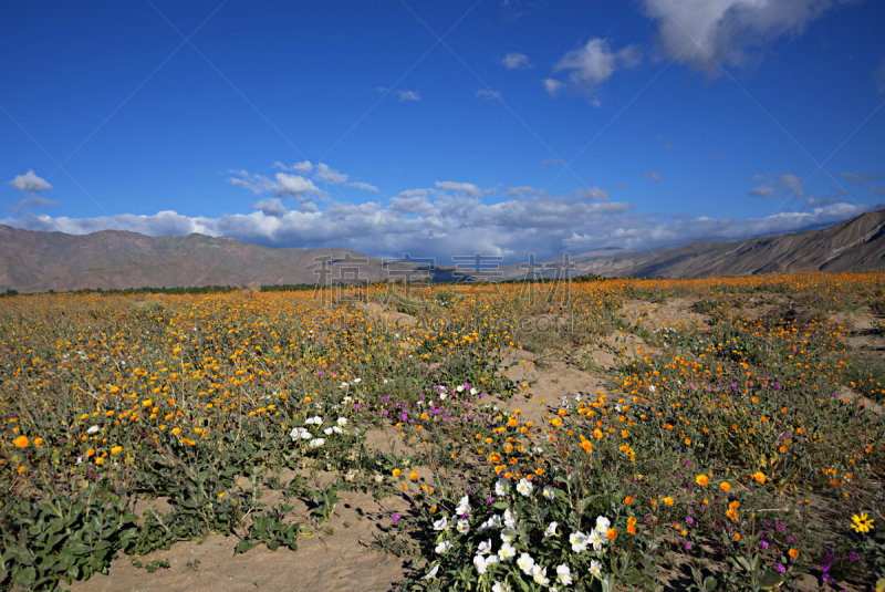 安萨博瑞哥沙漠州立公园,野花,desert sand verbena,goldfield,天空,公园,水平画幅,沙子,无人