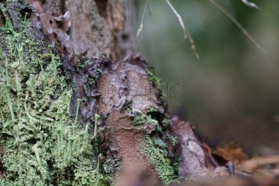 石蕊属,地衣,树皮,石蕊科,水平画幅,无人,柏林,植物表皮,特写,格律奈瓦尔德