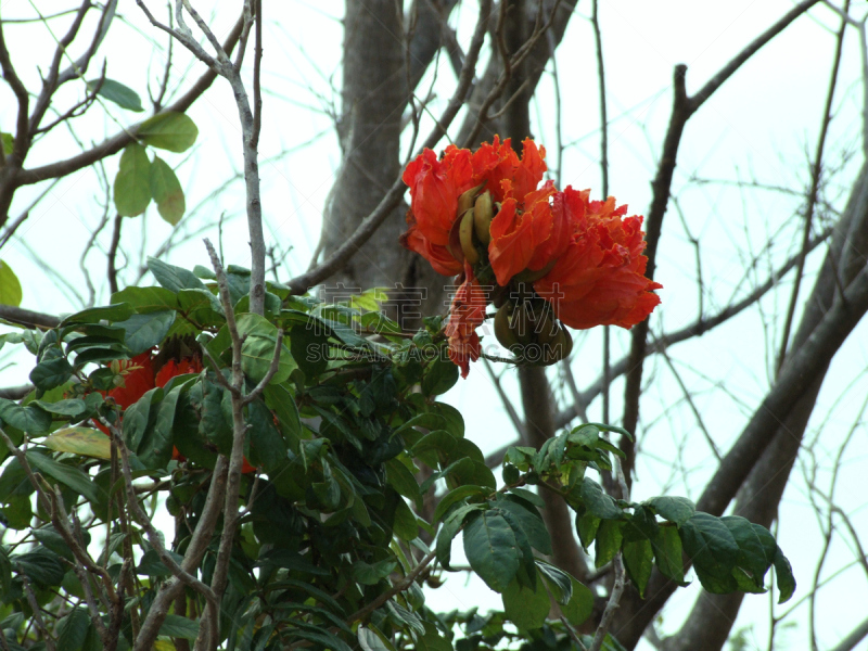 非洲郁金香,紫薇科树,水平画幅,郁金香,无人,夏天,明亮,树荫,花蕾,植物