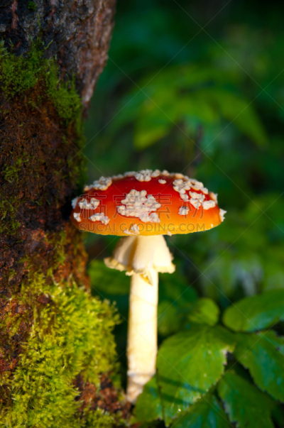 毒蝇菇,伞形毒菌,毒蘑菇,自然,垂直画幅,秋天,无人,苔藓,斑点,户外