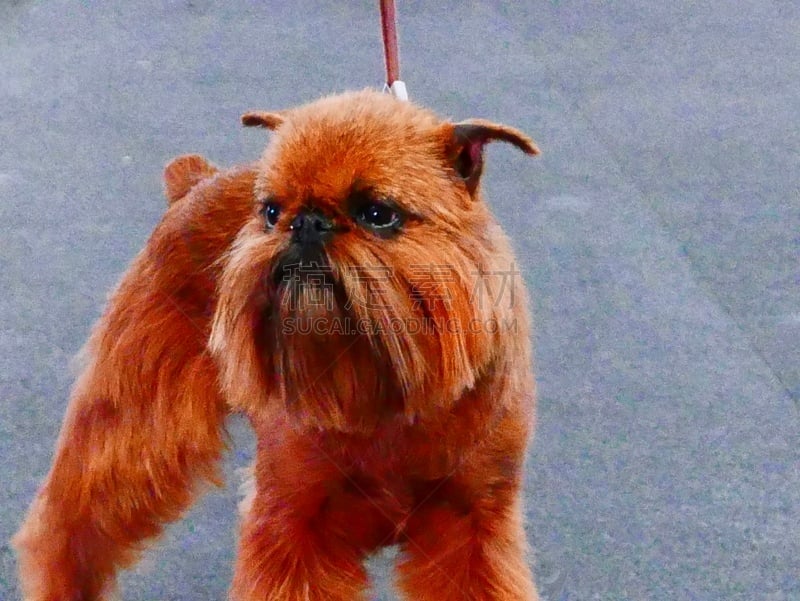 小的,狗,培训课,牧羊犬,受过训练的狗,鼠猎犬,哈巴狗,与众不同,驯狗员
