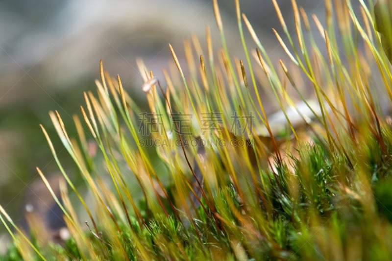 苔藓,大特写,孢子囊,孢子,簇叶从生的,水平画幅,枝繁叶茂,无人,户外,特写