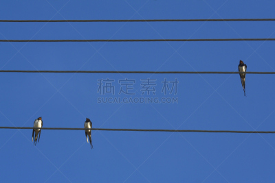 家燕,电缆,天空,成一排,水平画幅,无人,蓝色,鸟类,线条,金属丝
