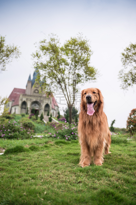 金毛寻回犬,派克大街,进行中,briard,阿富汗猎犬,猎犬,郊区,自然,垂直画幅,家畜